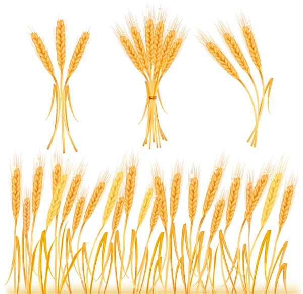 Reife gelbe Weizenähren — Stockvektor