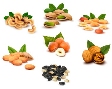 Big collection of ripe nuts Vector clipart