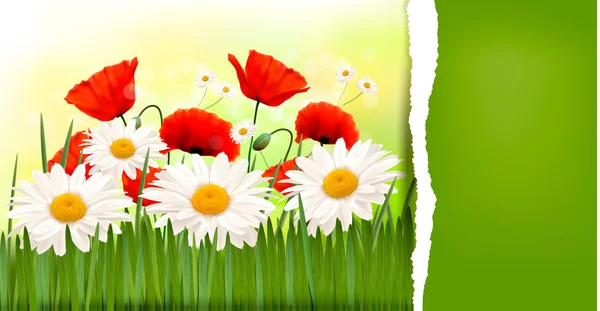 与红罂粟和雏菊的春天背景 — 图库矢量图片