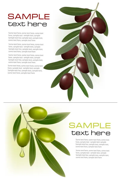Two backgrounds with green and black olives. Vector illustration. — Stock Vector