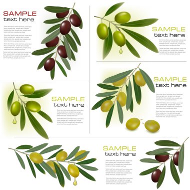 Set of backgrounds with green and black olives. Vector illustration clipart