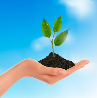 Young plant in hand Vector illustration clipart