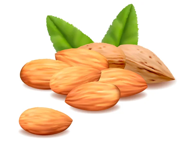 Almond with leaves. Vector — Stock Vector