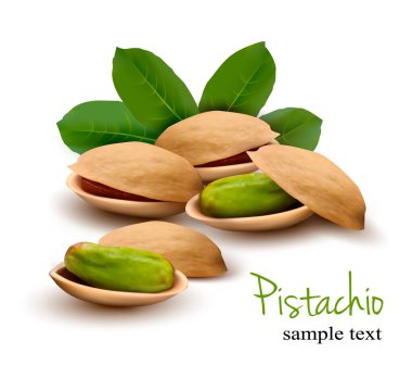 Pistachio with leaves. Vector clipart