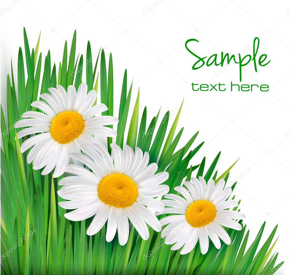 Easter background Daisy flowers in green grass Vector illustration