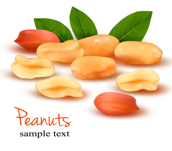 Peanuts Illustration vectorielle — Image vectorielle