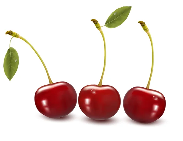 Big group of fresh cherries Vector illustration — Stock Vector