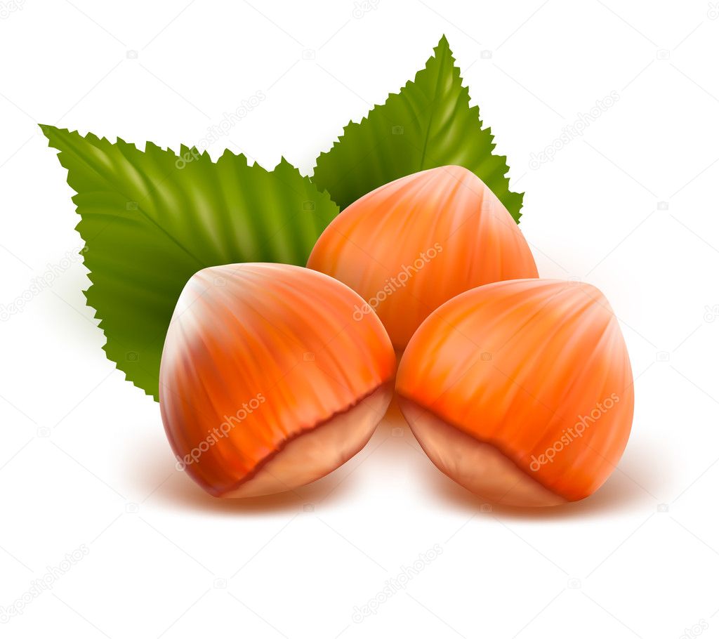 Filberts with leaves. Vector illustration
