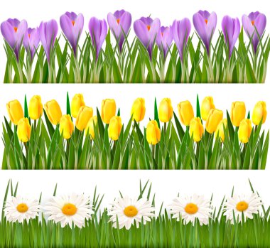 Fresh spring and daisy borders Vector clipart