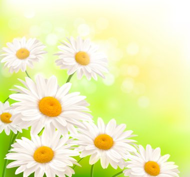 Beautiful background with grass and daisies Vector clipart