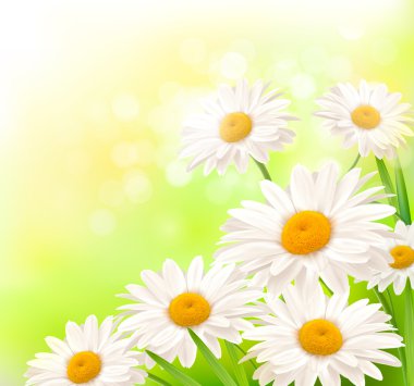 Beautiful background with grass and daisies Vector clipart