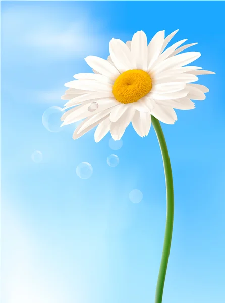 美丽的白菊花在蓝蓝的天空矢量 — 图库矢量图片