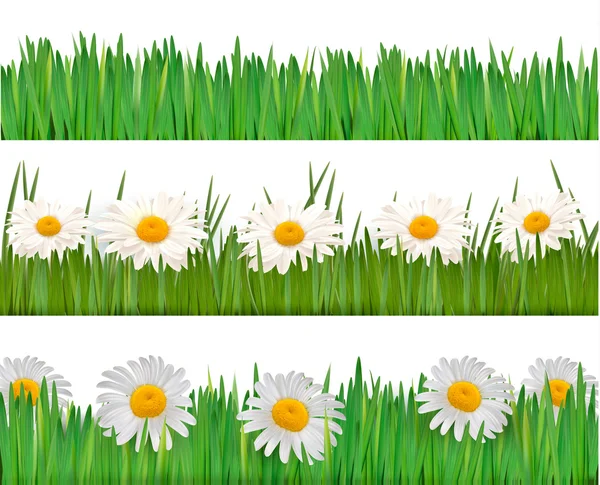 Fresh spring and daisy borders Vector — Stock Vector