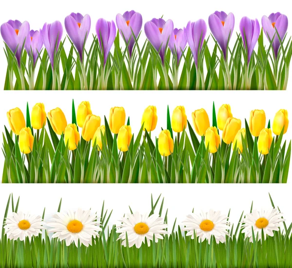 Färsk våren och daisy gränser vektor — Stock vektor
