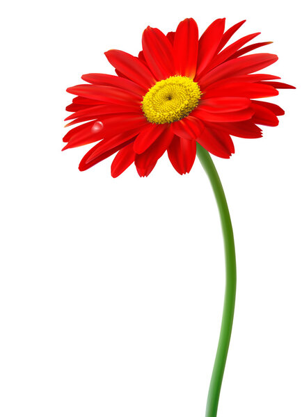 Beautiful red flower in front of the white background Vector
