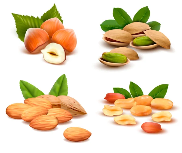 Big collection of ripe nuts Vector — Stock Vector