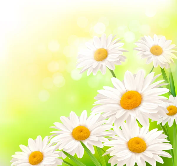 美丽背景与草和雏菊矢量 — 图库矢量图片