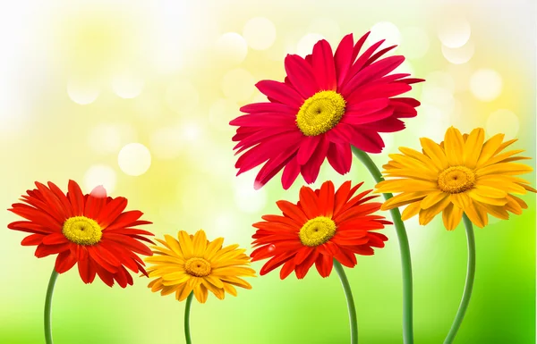 Fondo con hermosas flores gerber Vector — Vector de stock
