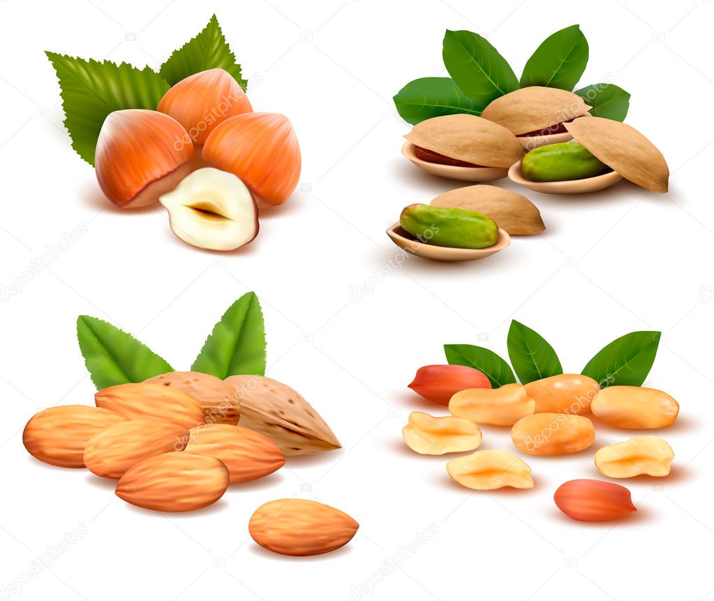Big collection of ripe nuts Vector