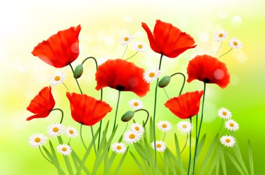 Spring background with red poppy and daisy Vector clipart