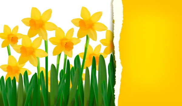 Narciso e narciso primavera fiore sfondo con carta strappata illustrazione vettoriale — Vettoriale Stock