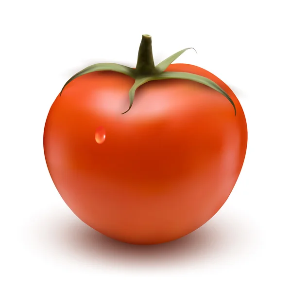 Verse tomaat met drop vector — Stockvector