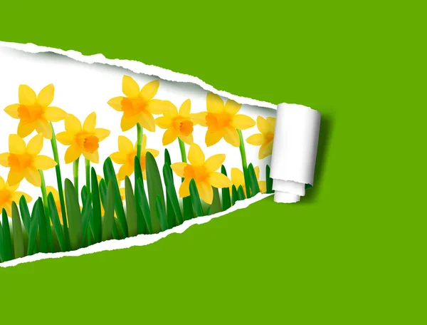 Narciso e narciso primavera flor fundo com papel rasgado Vetor ilustração — Vetor de Stock