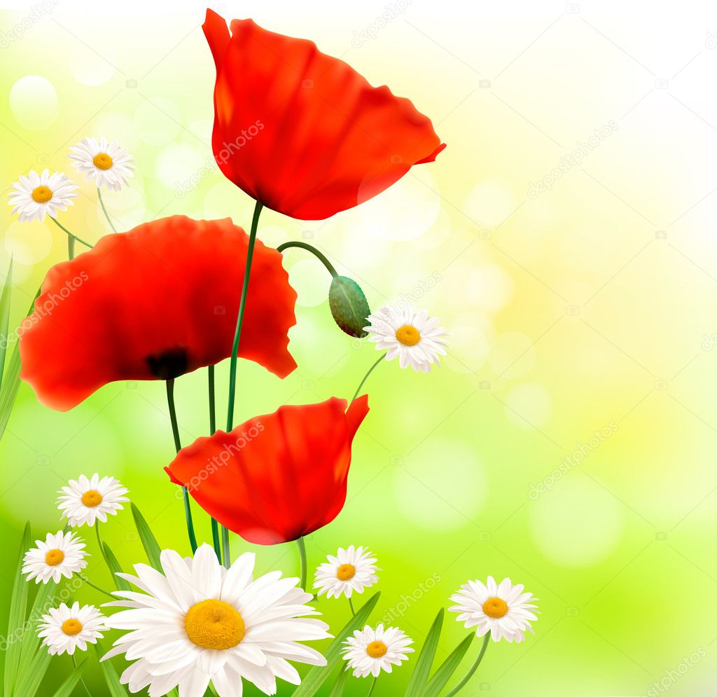 Spring background with red poppy and daisy Vector