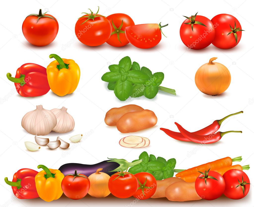 The big colorful collection of vegetables and vegetable design border. Vector.