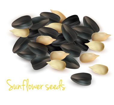 Sunflower seeds. Vector illustration. clipart