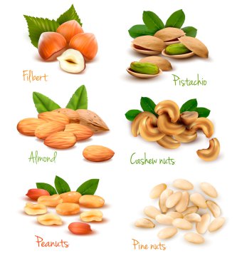 Big collection of ripe nuts. Vector clipart