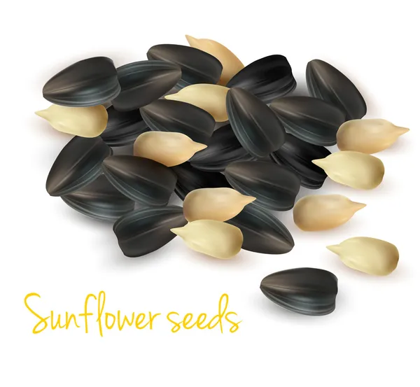 Sunflower seeds. Vector illustration. — Stock Vector