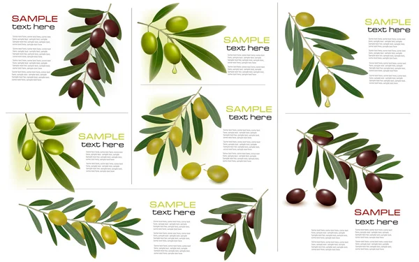 Ensemble de milieux avec des olives vertes et noires. Illustration vectorielle . — Image vectorielle