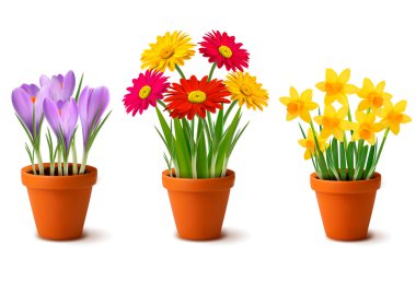 Spring colorful flowers in pots Vector clipart