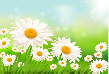 Beautiful background with grass and daisies Vector clipart