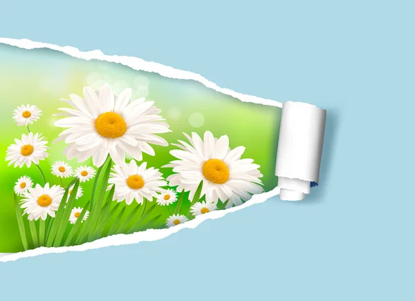 Natureza fundo com margarida fresca e papel rasgado ilustração vetorial — Vetor de Stock