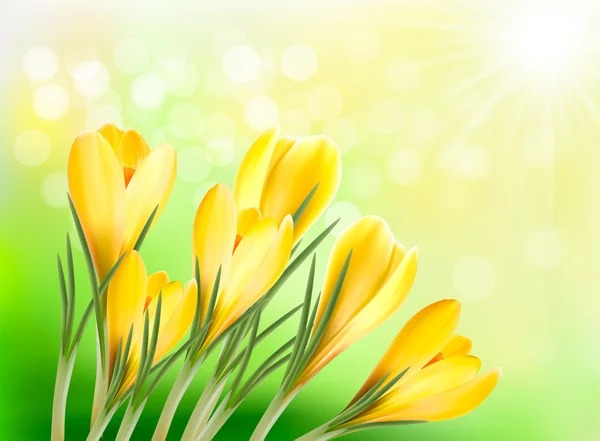 Springl background with yellow crocus Vector illustration — Stock Vector