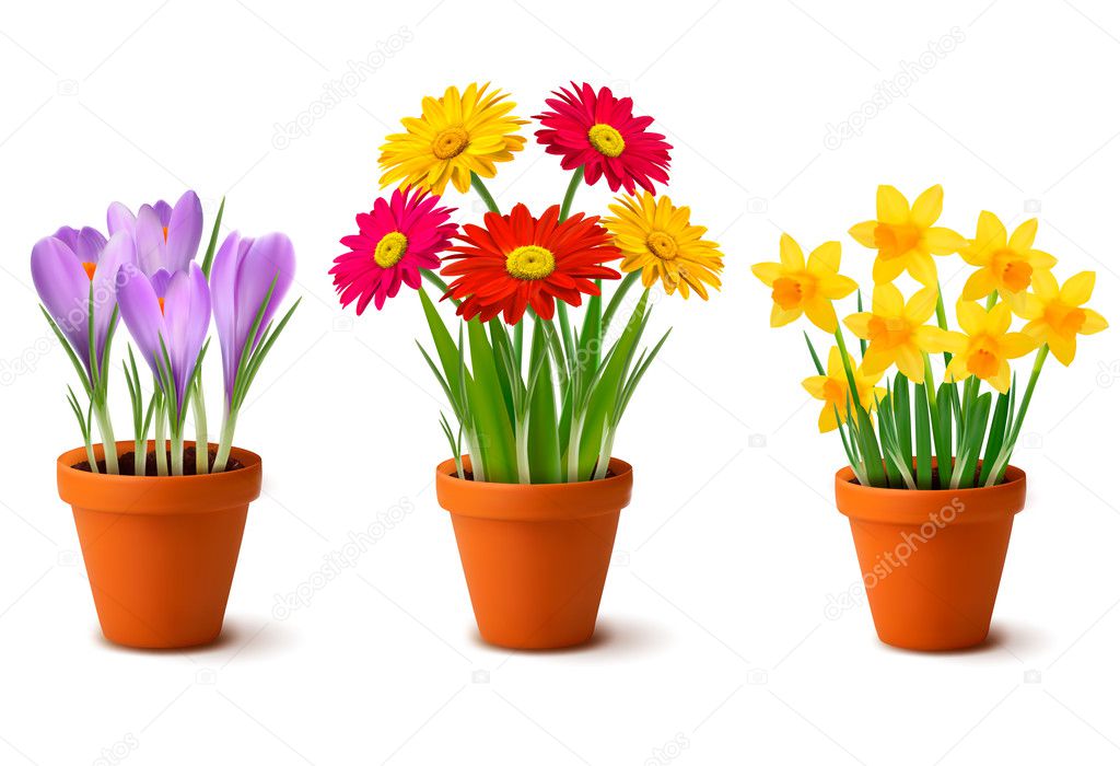 Spring colorful flowers in pots Vector