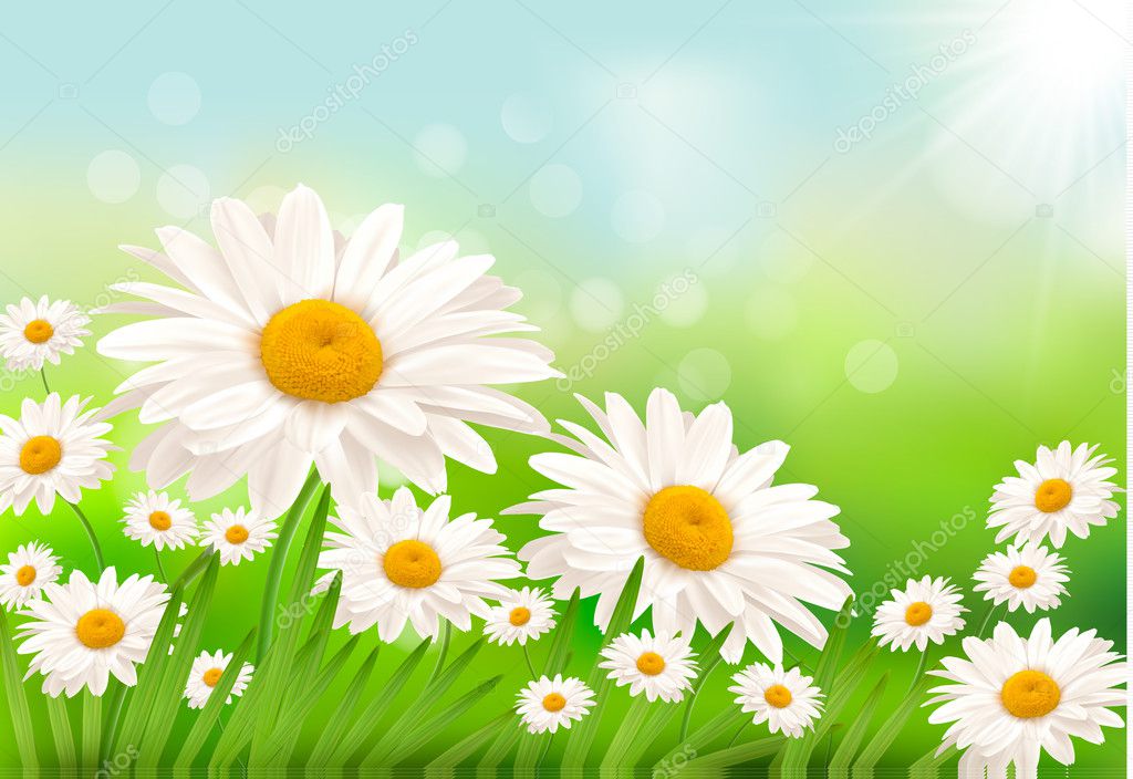 Beautiful background with grass and daisies Vector