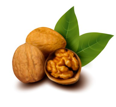 Walnuts and a cracked walnut Vector illustration clipart