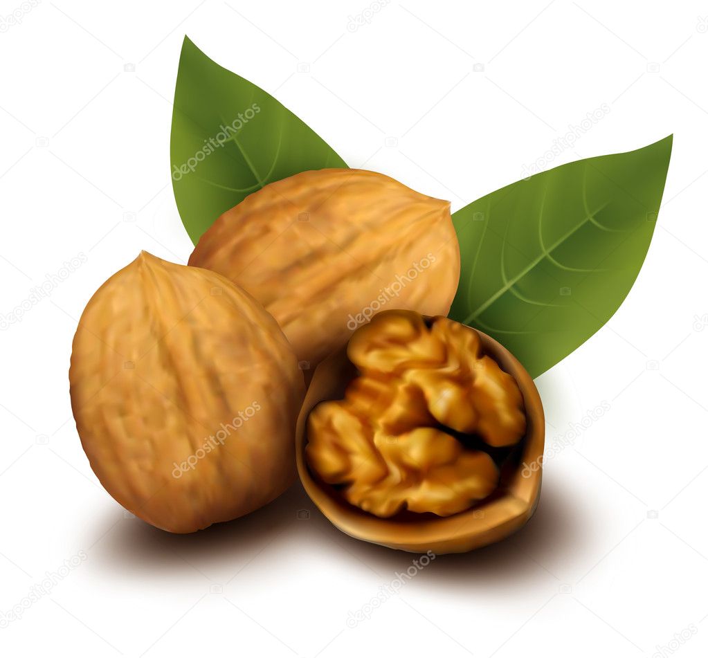 Walnuts and a cracked walnut Vector illustration
