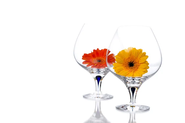 Λουλούδια Gerbera σε ποτήρι κονιάκ — Φωτογραφία Αρχείου