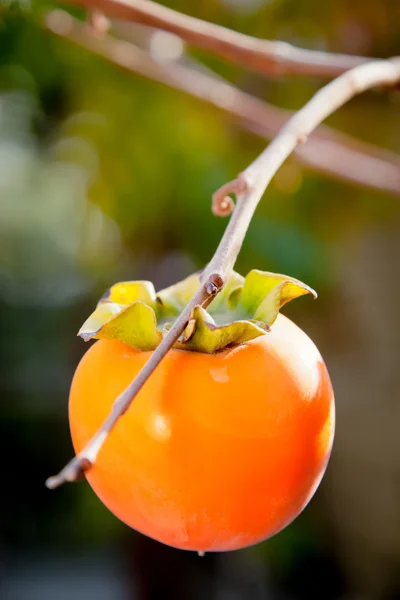 stock image Ripe persimmon fruit on tree