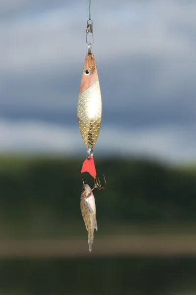 Liten fisk på kroken — Stockfoto