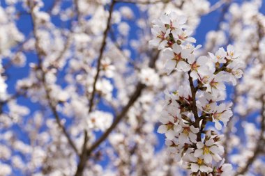 Almond tree flower clipart