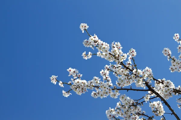 Forårsblomster - Stock-foto