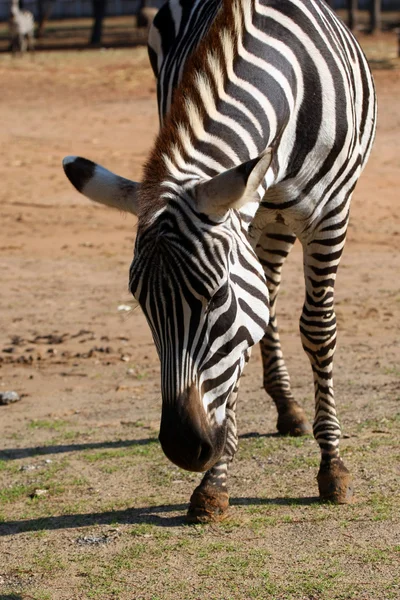 Zebra rzęs — Zdjęcie stockowe