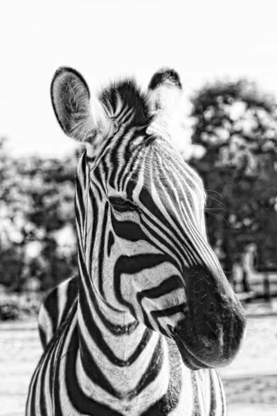 Zebra-Wimpern — Stockfoto