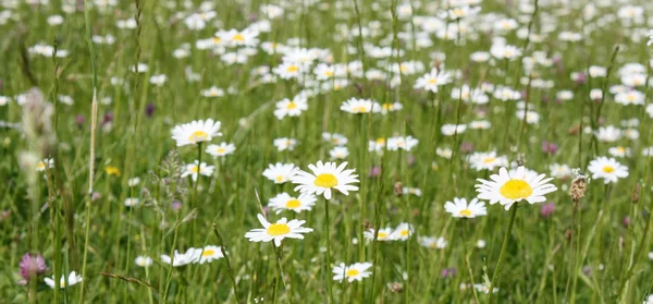 Daisy field — Stock Photo, Image