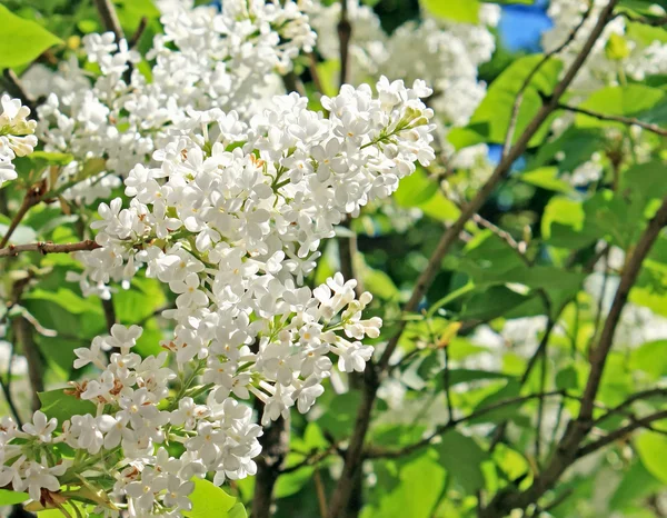 Våren lila bush — Stockfoto